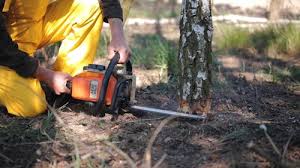 How Our Tree Care Process Works  in  Oakdale, CA