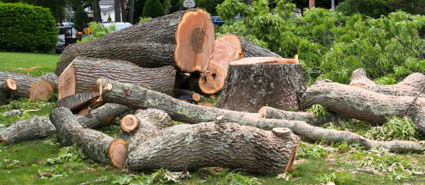 Professional Tree Care in Oakdale, CA