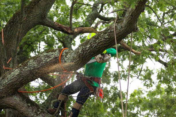 Tree and Shrub Care in Oakdale, CA